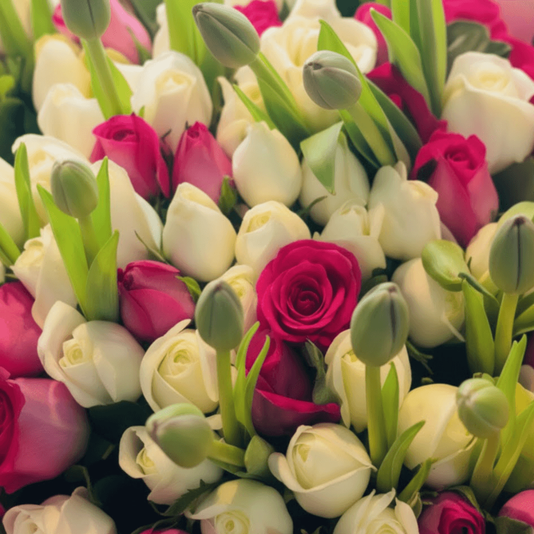 jardín de tulipanes jardín de tulipanes