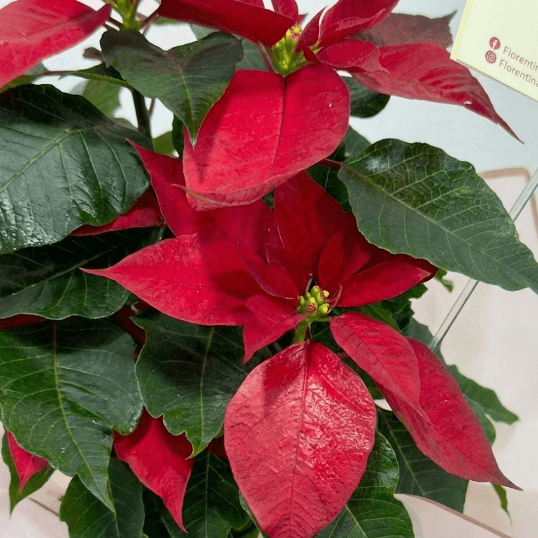 auto draft auto draft