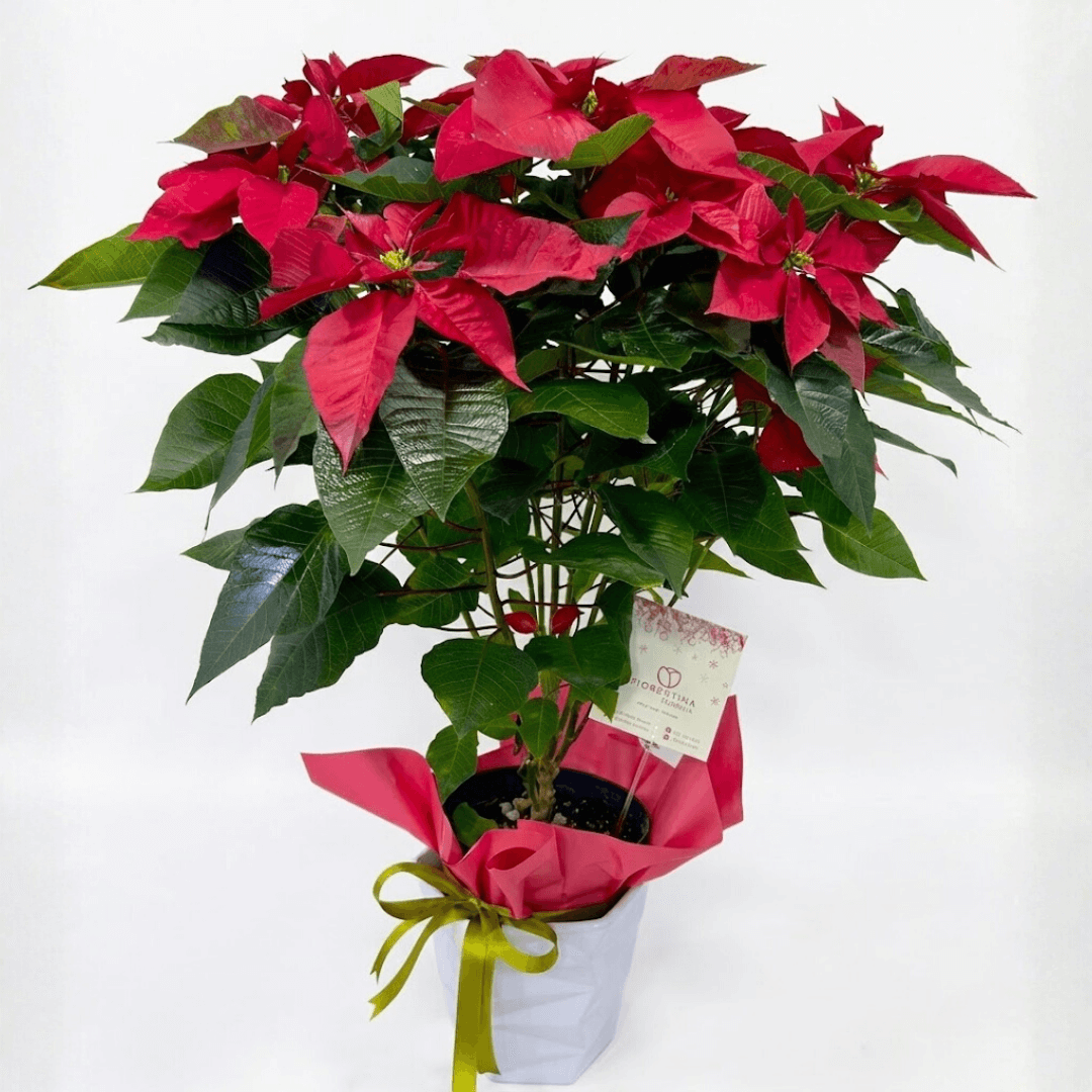 auto draft auto draft