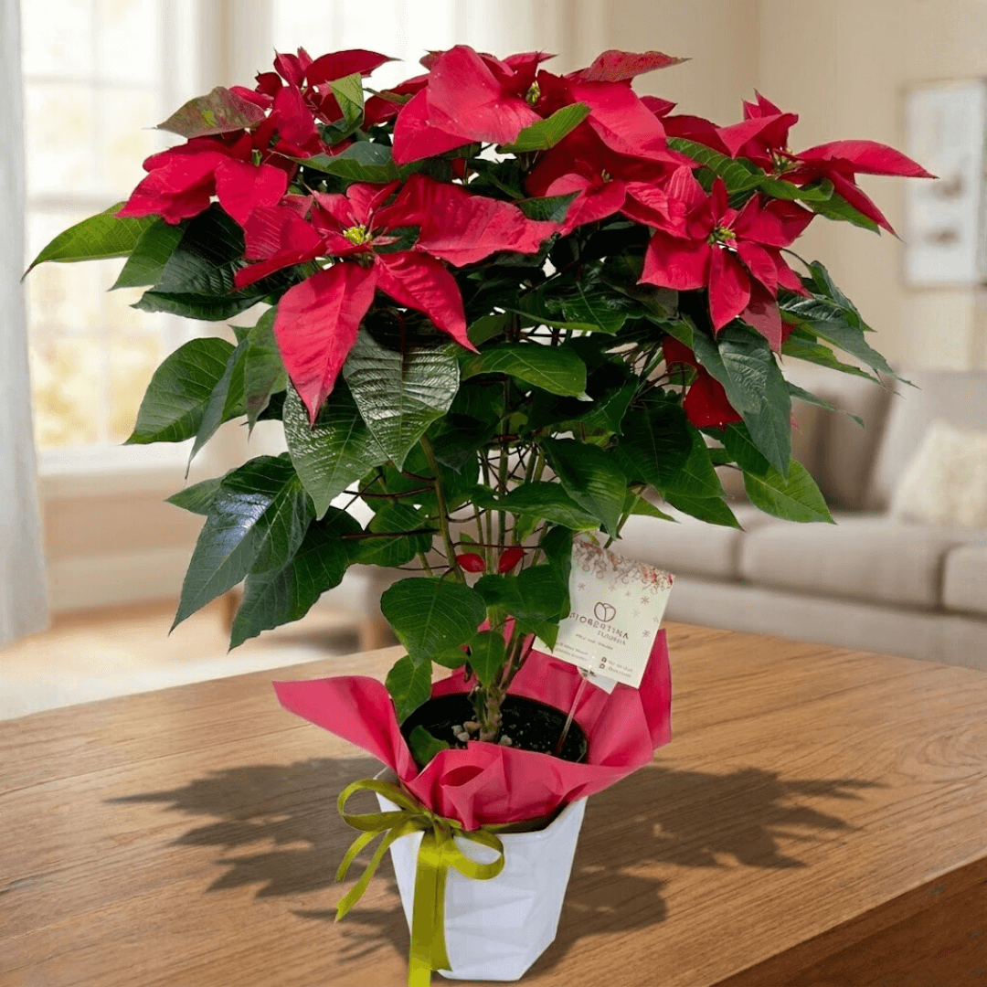 auto draft auto draft