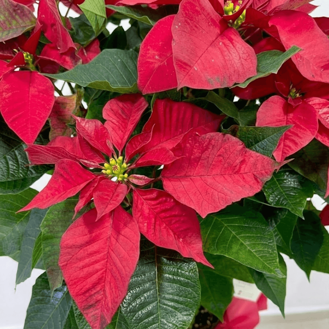 auto draft auto draft